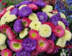 Birth flower for September is Asters